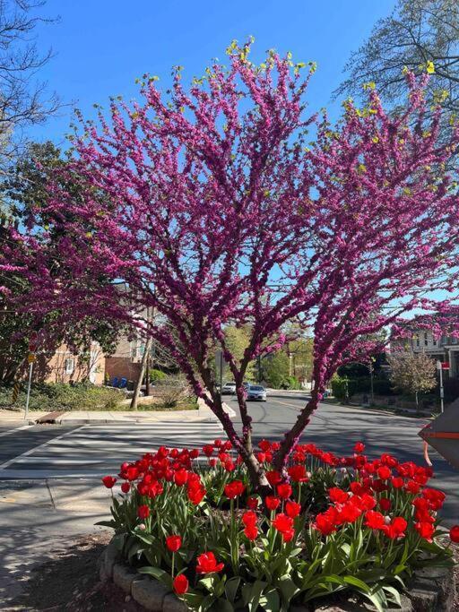 Glover Park/Georgetown Oasis With Parking Apartment วอชิงตัน ภายนอก รูปภาพ